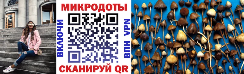 где купить наркотик  Строитель  Псилоцибиновые грибы Cubensis 
